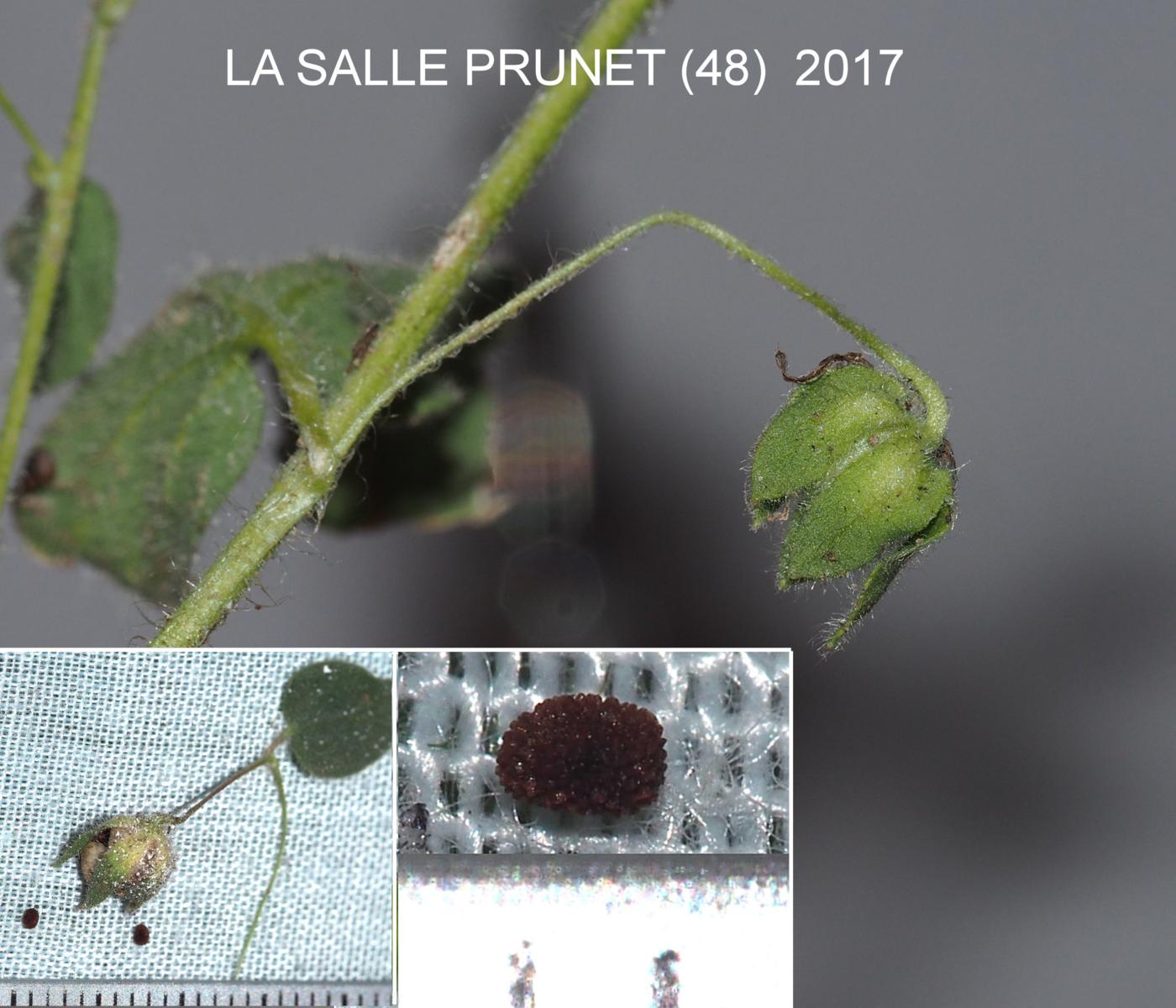 Fluellen, Blunt-leaved fruit